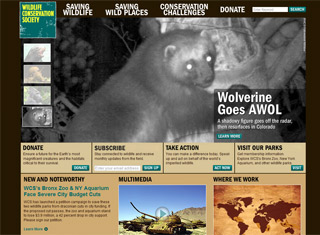 Charity Web Design Design Example